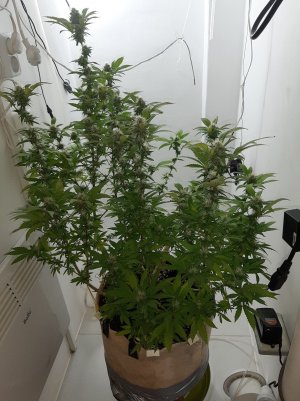 20221212_144938.jpg 20221212_144938.jpg