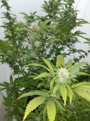 20221212_144915.jpg 20221212_144915.jpg