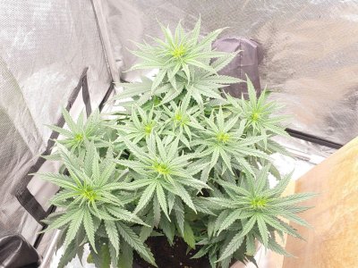 IMG_20221212_200607_230.jpg IMG_20221212_200607_230.jpg