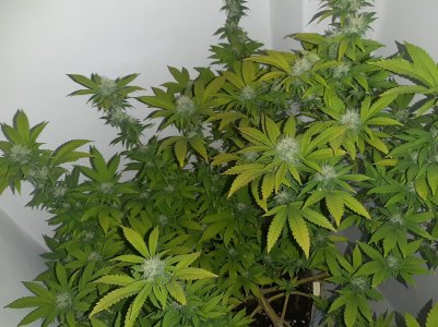 20221213_101739.jpg 20221213_101739.jpg