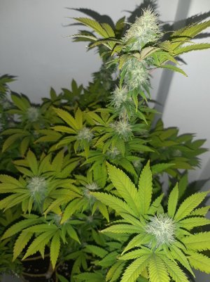 20221213_101750.jpg 20221213_101750.jpg