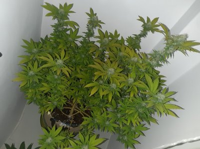 20221213_101725.jpg 20221213_101725.jpg