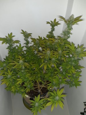 20221213_101617.jpg 20221213_101617.jpg