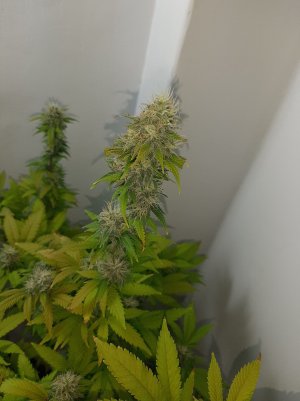 20221213_104433.jpg 20221213_104433.jpg