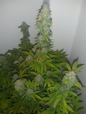 20221213_132753.jpg 20221213_132753.jpg