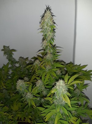 20221213_132657.jpg 20221213_132657.jpg