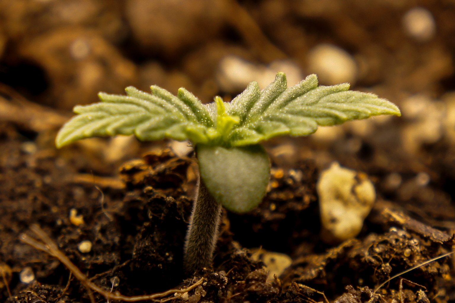 345635.jpg 345635.jpg