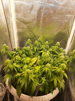 20221214_173037.jpg 20221214_173037.jpg