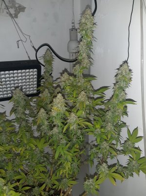 20221215_090219.jpg 20221215_090219.jpg