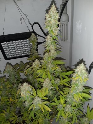 20221215_100624.jpg 20221215_100624.jpg