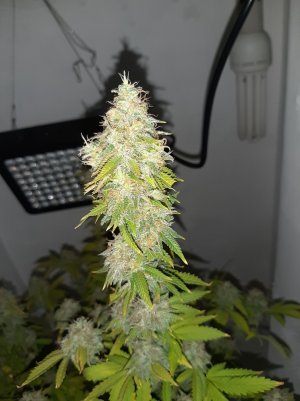 20221215_100612.jpg 20221215_100612.jpg