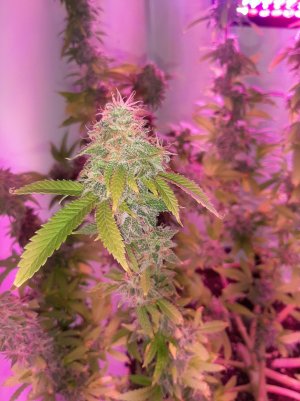 20221215_100528.jpg 20221215_100528.jpg