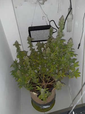 20221215_100638.jpg 20221215_100638.jpg