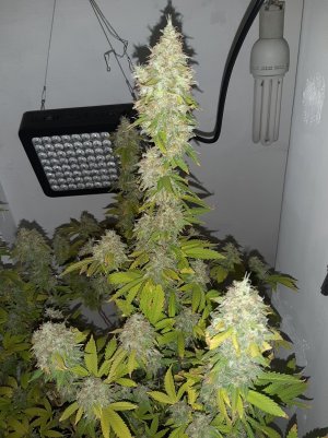 20221215_134411.jpg 20221215_134411.jpg