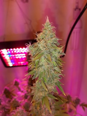 20221215_135116.jpg 20221215_135116.jpg