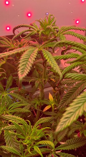 65AC5340-34A2-443D-941F-FCE8C5E000D3.jpeg 65AC5340-34A2-443D-941F-FCE8C5E000D3.jpeg