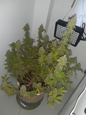 20221216_085358.jpg 20221216_085358.jpg