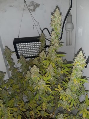 20221216_085302.jpg 20221216_085302.jpg