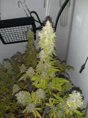 20221216_085237.jpg 20221216_085237.jpg