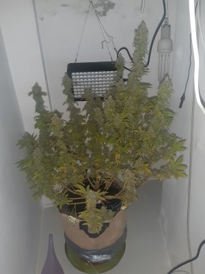 20221216_090226.jpg 20221216_090226.jpg