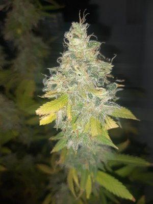 20221216_090050.jpg 20221216_090050.jpg