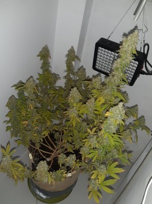 20221216_094715.jpg 20221216_094715.jpg