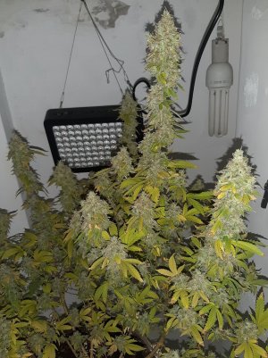 20221216_094704.jpg 20221216_094704.jpg