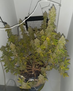 20221216_110932.jpg 20221216_110932.jpg