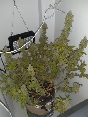 20221216_110915.jpg 20221216_110915.jpg