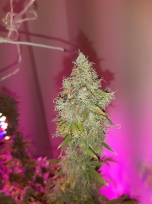 20221216_110814.jpg 20221216_110814.jpg