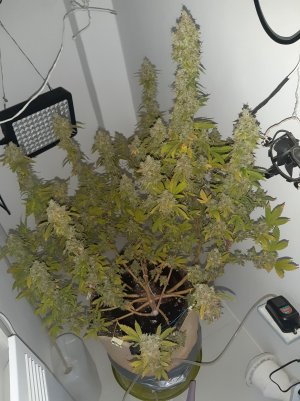 20221216_122502.jpg 20221216_122502.jpg