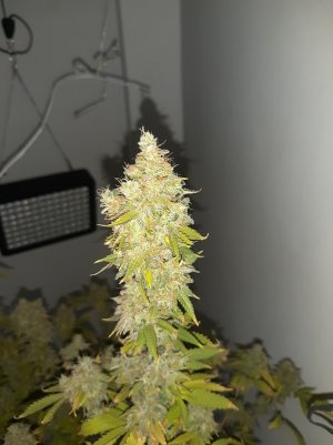 20221216_122527.jpg 20221216_122527.jpg