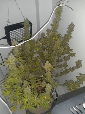 20221216_140044.jpg 20221216_140044.jpg