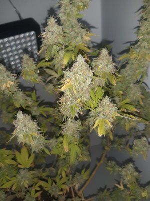 20221216_140019.jpg 20221216_140019.jpg