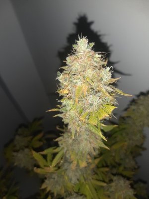 20221216_135933.jpg 20221216_135933.jpg