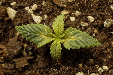 апро.jpg апро.jpg