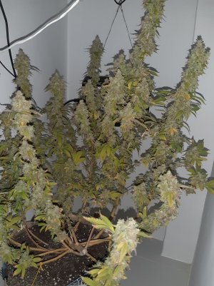 20221217_121122.jpg 20221217_121122.jpg