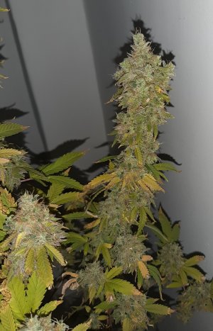 20221217_121158.jpg 20221217_121158.jpg