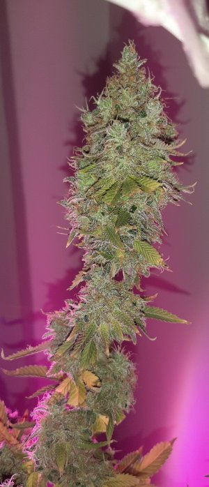 20221217_121109.jpg 20221217_121109.jpg