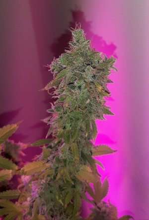 20221217_121048.jpg 20221217_121048.jpg