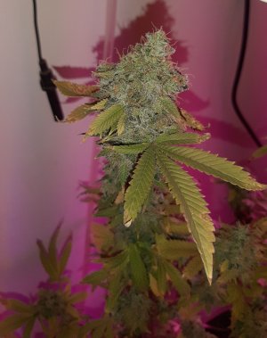 20221217_121031.jpg 20221217_121031.jpg