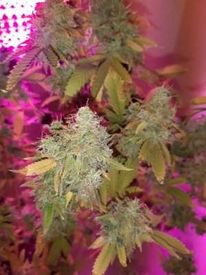 20221217_120955.jpg 20221217_120955.jpg