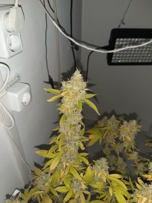 20221217_122003.jpg 20221217_122003.jpg