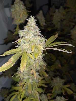 20221217_121934.jpg 20221217_121934.jpg