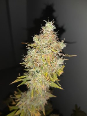 20221217_121950.jpg 20221217_121950.jpg