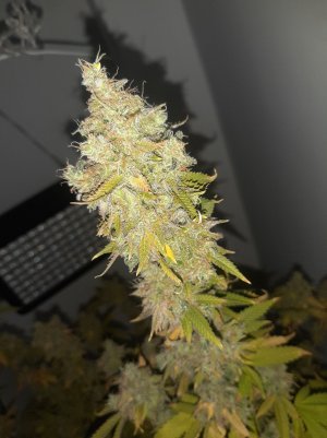 20221217_164851.jpg 20221217_164851.jpg