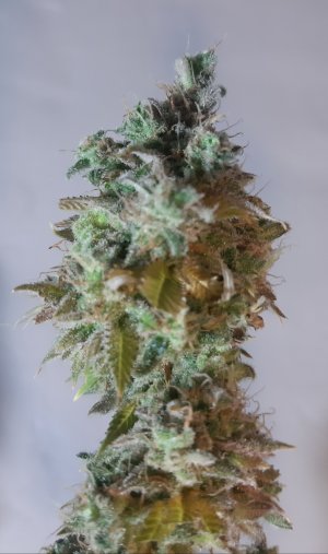 20221217_170311.jpg 20221217_170311.jpg