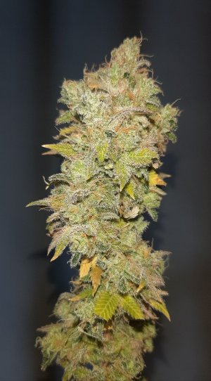 20221217_170349.jpg 20221217_170349.jpg