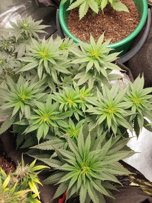 IMG_20221217_170356_622.jpg IMG_20221217_170356_622.jpg