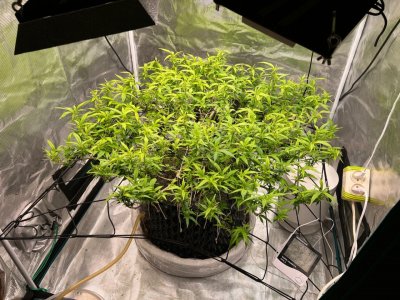 EEB49418-FEC4-4D74-8E0C-607D0E832E36.jpeg EEB49418-FEC4-4D74-8E0C-607D0E832E36.jpeg